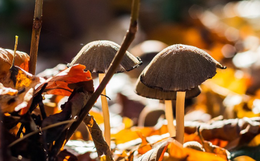 rumiant-projectes-desenvolupament-rural-bolets-ramaderia