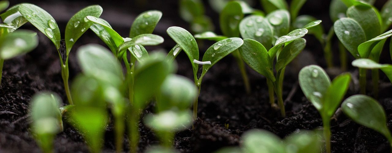 seedlings-7110591_1280