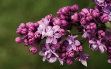 pexels-pille-kirsi-1116945